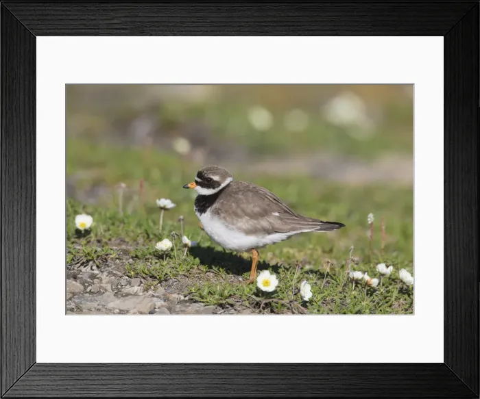 Framed Print : Picture No. 11992987 Framed Print : Picture No. 11992987