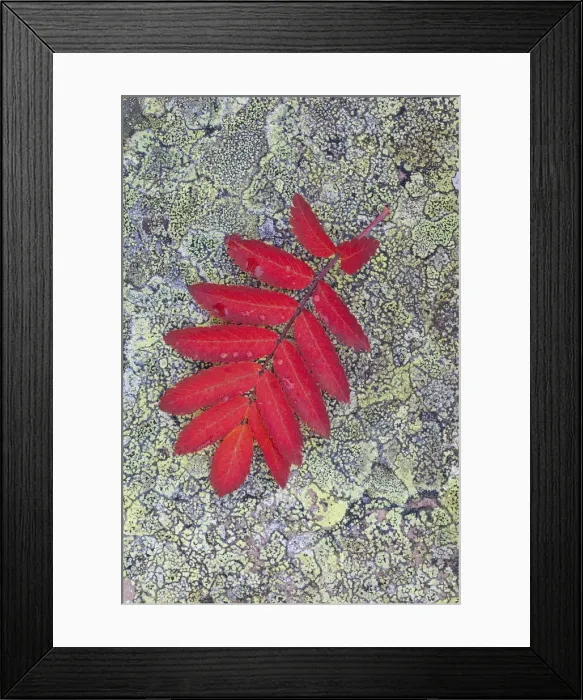 Framed Print : Picture No. 11992988 Framed Print : Picture No. 11992988