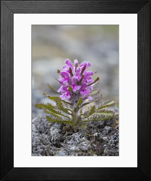 Framed Print : Picture No. 11992989 Framed Print : Picture No. 11992989