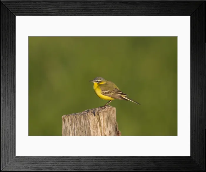 Framed Print : Picture No. 11992990 Framed Print : Picture No. 11992990