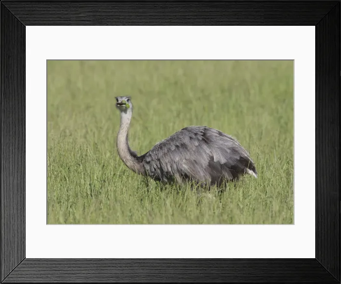 Framed Print : Picture No. 11992991 Framed Print : Picture No. 11992991