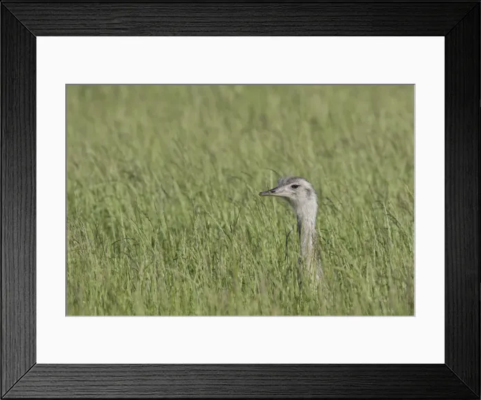 Framed Print : Picture No. 11992992 Framed Print : Picture No. 11992992