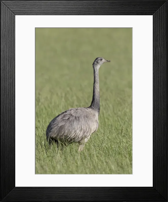 Framed Print : Picture No. 11992993 Framed Print : Picture No. 11992993