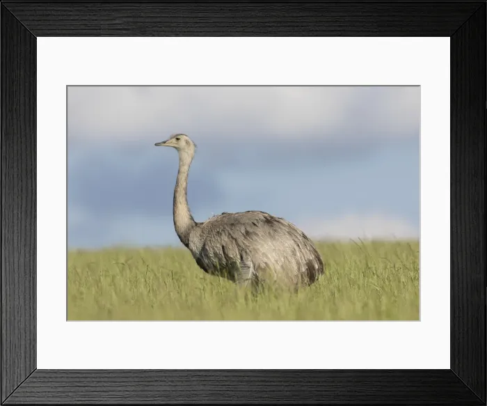 Framed Print : Picture No. 11992994 Framed Print : Picture No. 11992994