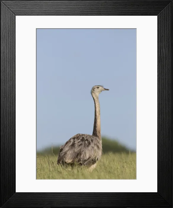 Framed Print : Picture No. 11992995 Framed Print : Picture No. 11992995