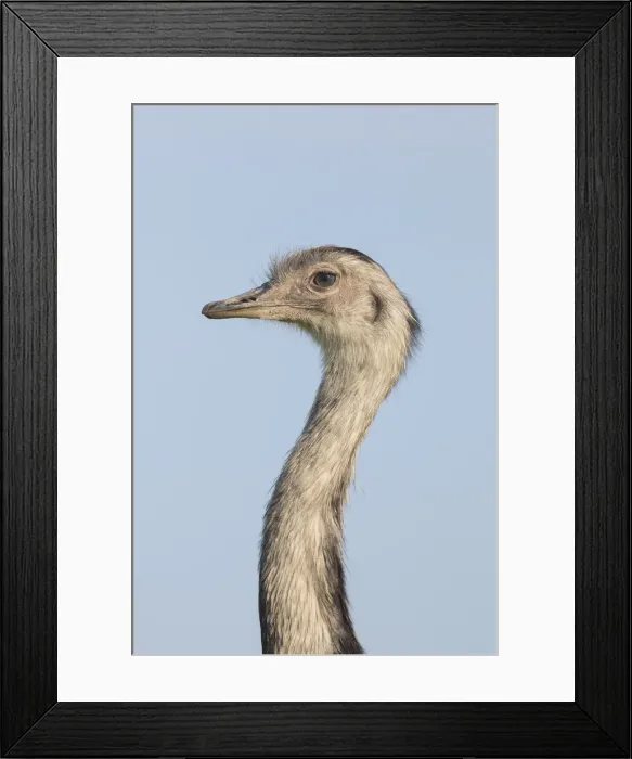 Framed Print : Picture No. 11992996 Framed Print : Picture No. 11992996
