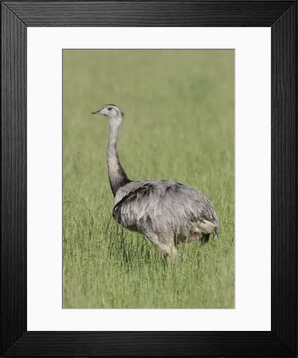 Framed Print : Picture No. 11992997 Framed Print : Picture No. 11992997