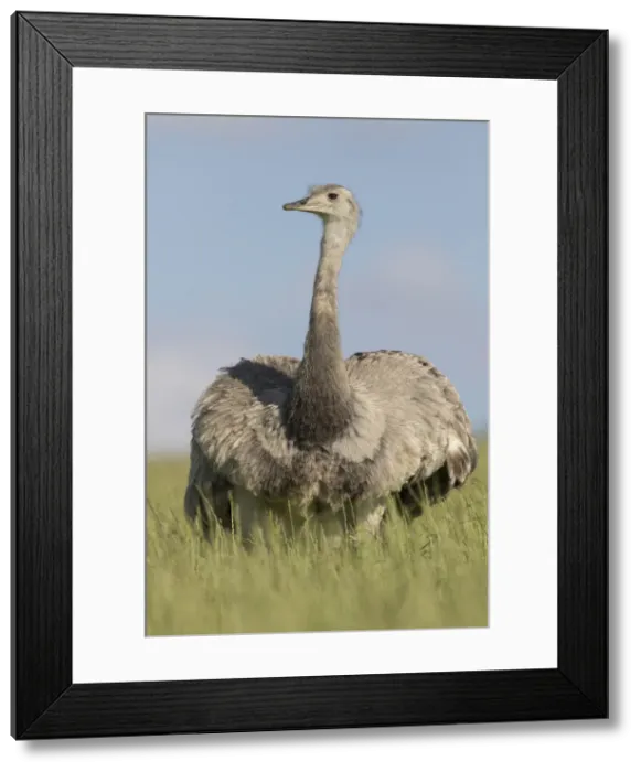 Framed Print : Picture No. 11992998 Framed Print : Picture No. 11992998
