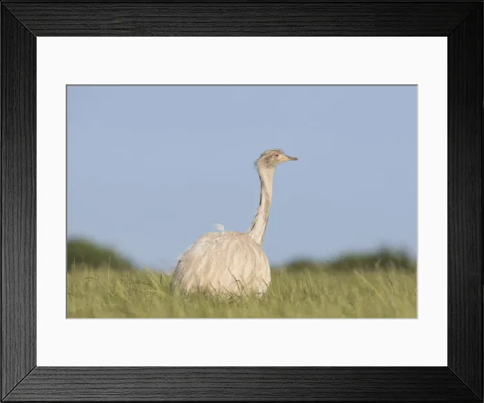 Framed Print : Picture No. 11992999 Framed Print : Picture No. 11992999