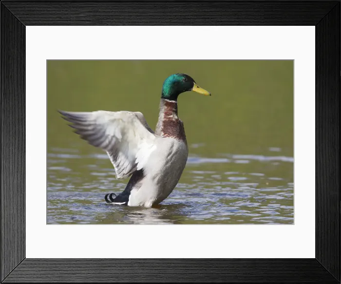 Framed Print : Picture No. 11993000 Framed Print : Picture No. 11993000
