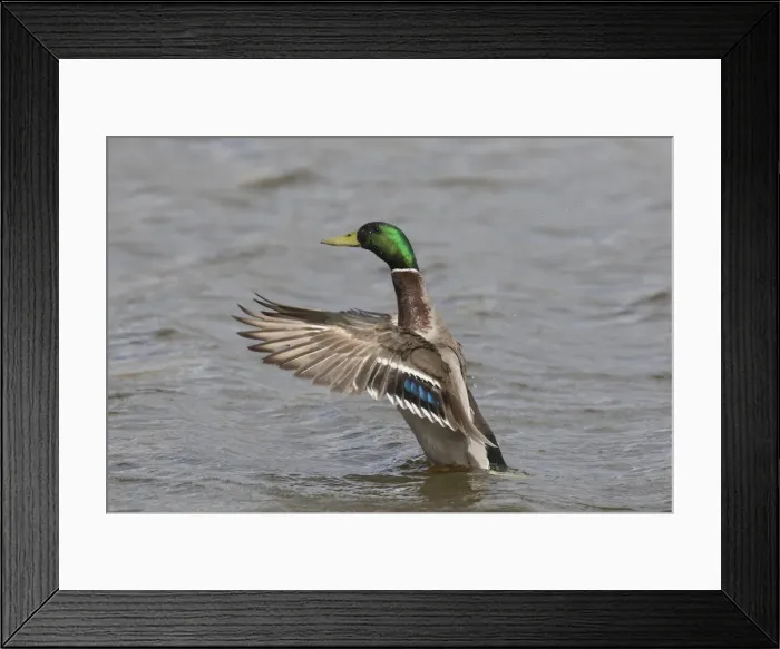 Framed Print : Picture No. 11993001 Framed Print : Picture No. 11993001