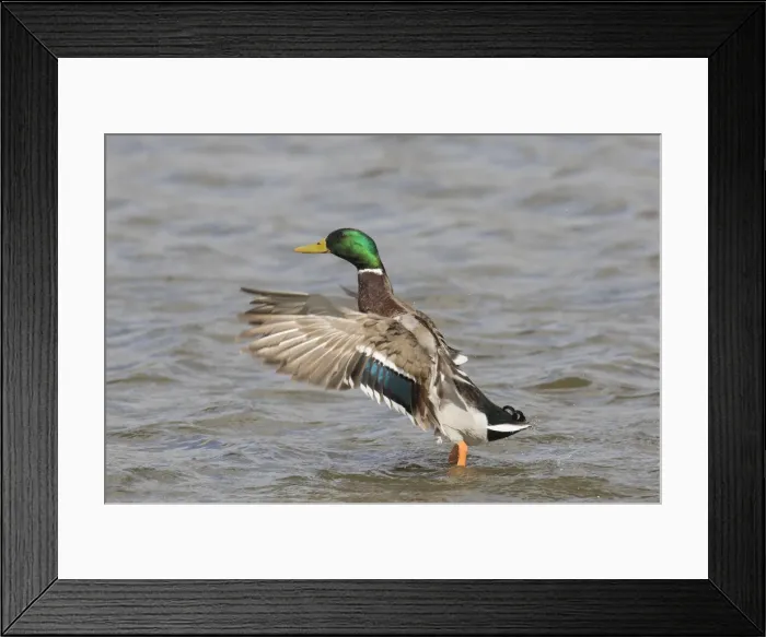 Framed Print : Picture No. 11993002 Framed Print : Picture No. 11993002