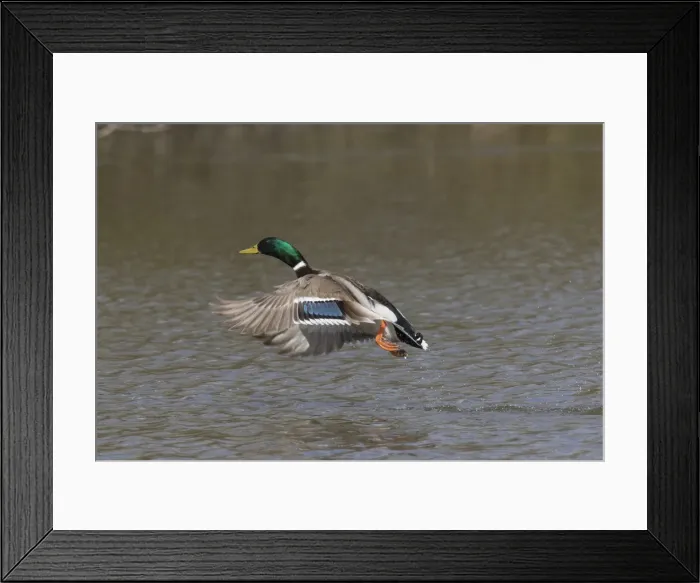 Framed Print : Picture No. 11993003 Framed Print : Picture No. 11993003