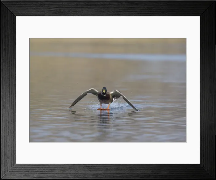 Framed Print : Picture No. 11993004 Framed Print : Picture No. 11993004