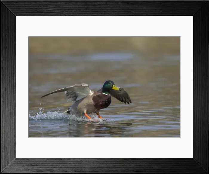 Framed Print : Picture No. 11993005 Framed Print : Picture No. 11993005