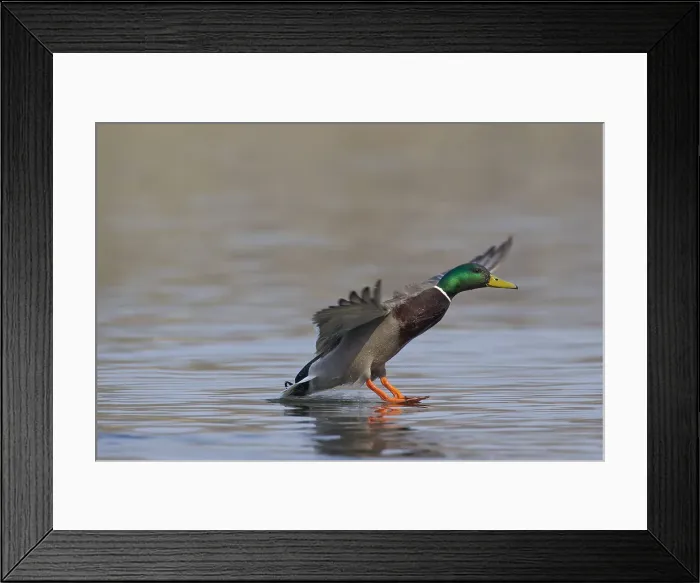 Framed Print : Picture No. 11993006 Framed Print : Picture No. 11993006