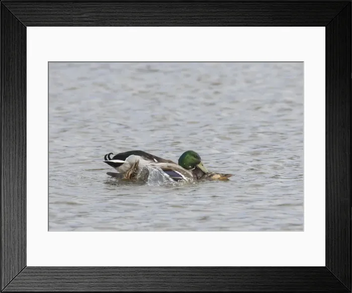 Framed Print : Picture No. 11993007 Framed Print : Picture No. 11993007