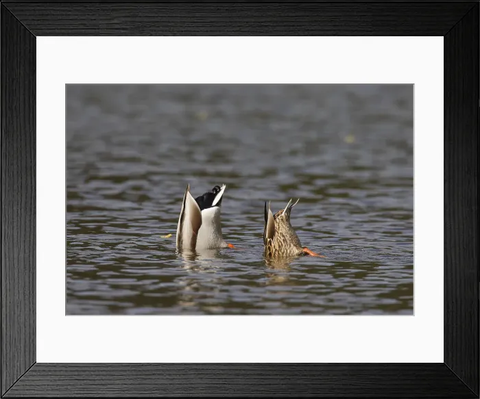 Framed Print : Picture No. 11993008 Framed Print : Picture No. 11993008