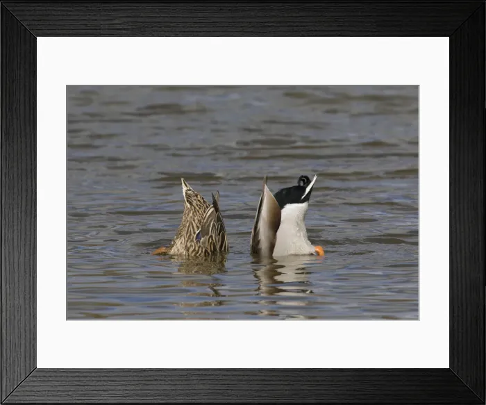 Framed Print : Picture No. 11993009 Framed Print : Picture No. 11993009