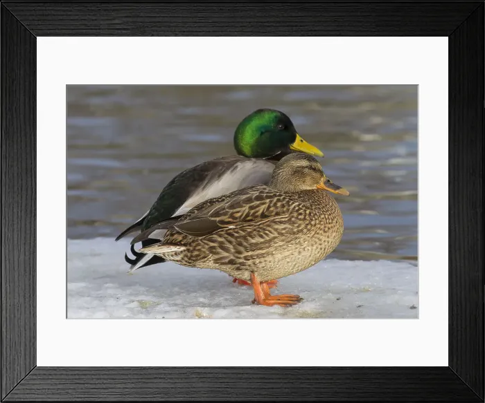 Framed Print : Picture No. 11993010 Framed Print : Picture No. 11993010