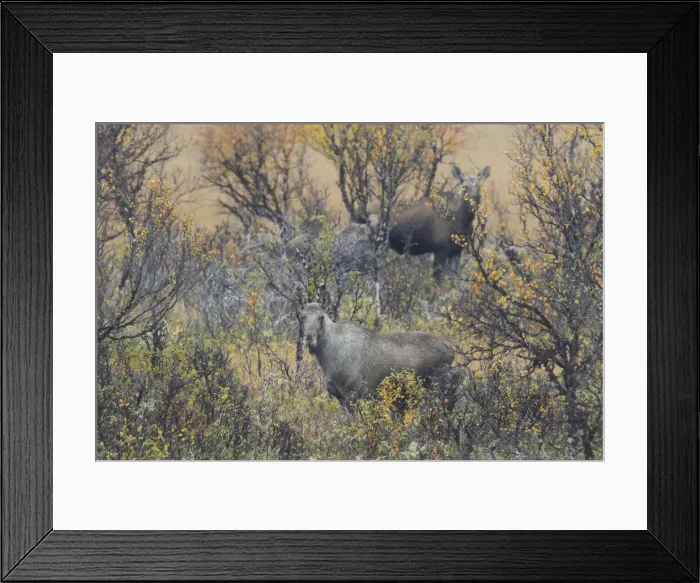Framed Print : Picture No. 11993011