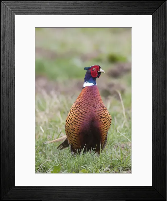 Framed Print : Picture No. 11993012 Framed Print : Picture No. 11993012