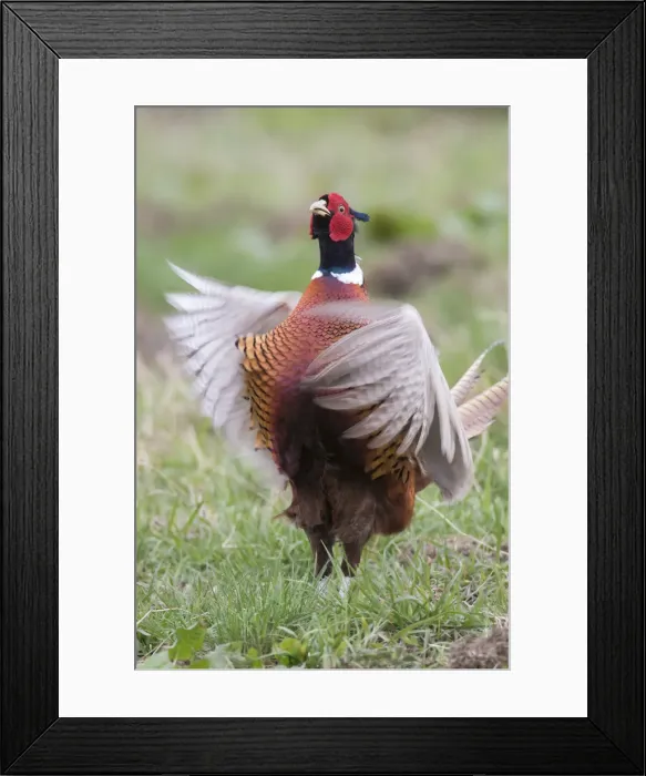 Framed Print : Picture No. 11993013 Framed Print : Picture No. 11993013
