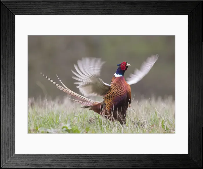 Framed Print : Picture No. 11993014 Framed Print : Picture No. 11993014