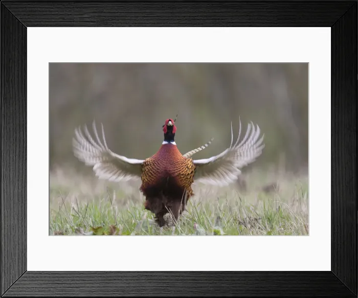 Framed Print : Picture No. 11993015 Framed Print : Picture No. 11993015