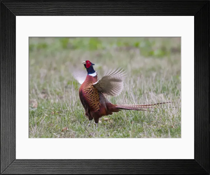 Framed Print : Picture No. 11993016 Framed Print : Picture No. 11993016