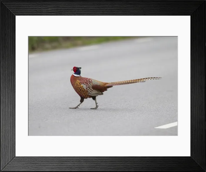 Framed Print : Picture No. 11993017 Framed Print : Picture No. 11993017
