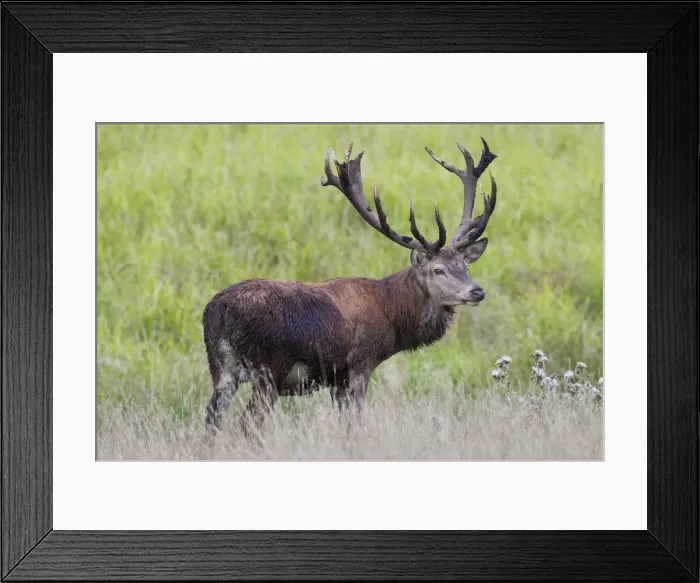 Framed Print : Picture No. 11993018 Framed Print : Picture No. 11993018