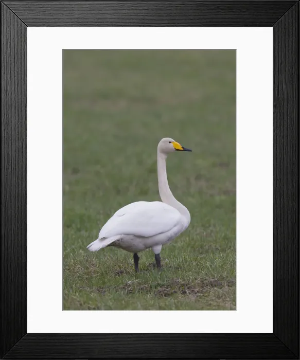 Framed Print : Picture No. 11993027 Framed Print : Picture No. 11993027