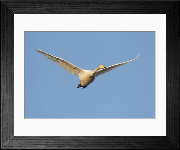 Framed Print : Picture No. 11993028 Framed Print : Picture No. 11993028