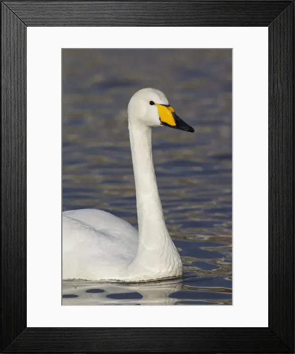 Framed Print : Picture No. 11993029 Framed Print : Picture No. 11993029