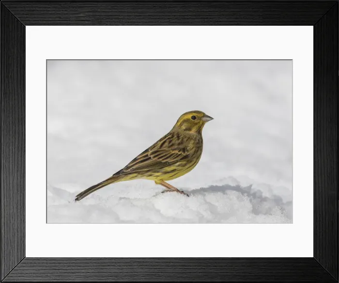 Framed Print : Picture No. 11993030 Framed Print : Picture No. 11993030