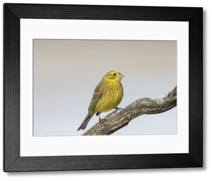 Framed Print : Picture No. 11993031 Framed Print : Picture No. 11993031