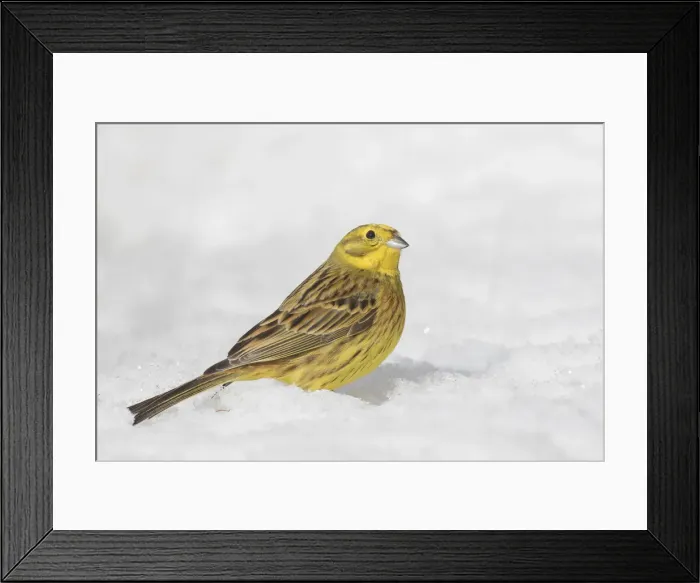 Framed Print : Picture No. 11993032 Framed Print : Picture No. 11993032