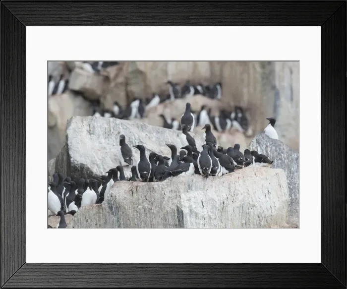 Framed Print : Picture No. 11993040 Framed Print : Picture No. 11993040