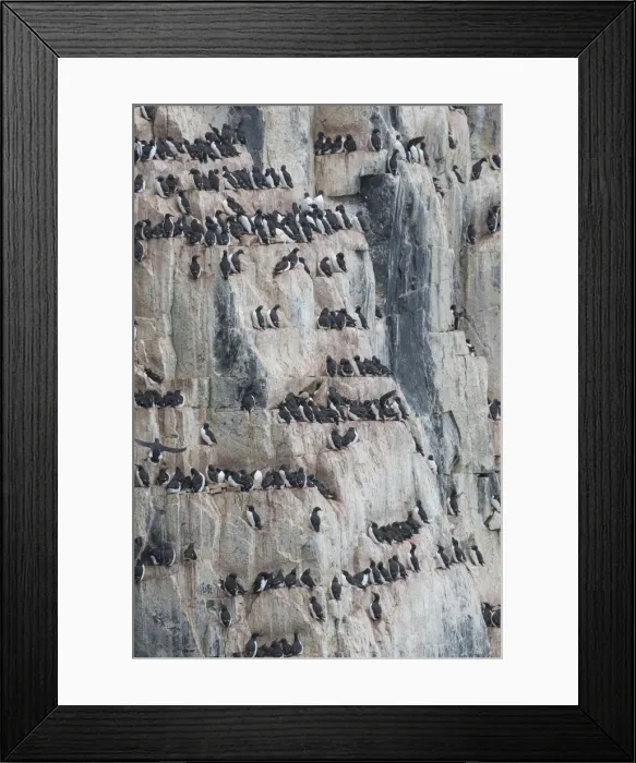 Framed Print : Picture No. 11993041