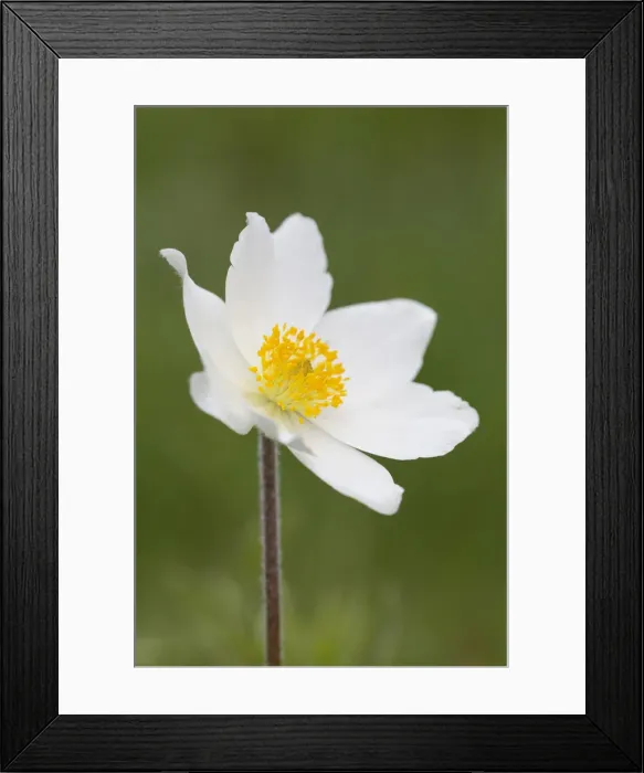 Framed Print : Picture No. 11993043 Framed Print : Picture No. 11993043