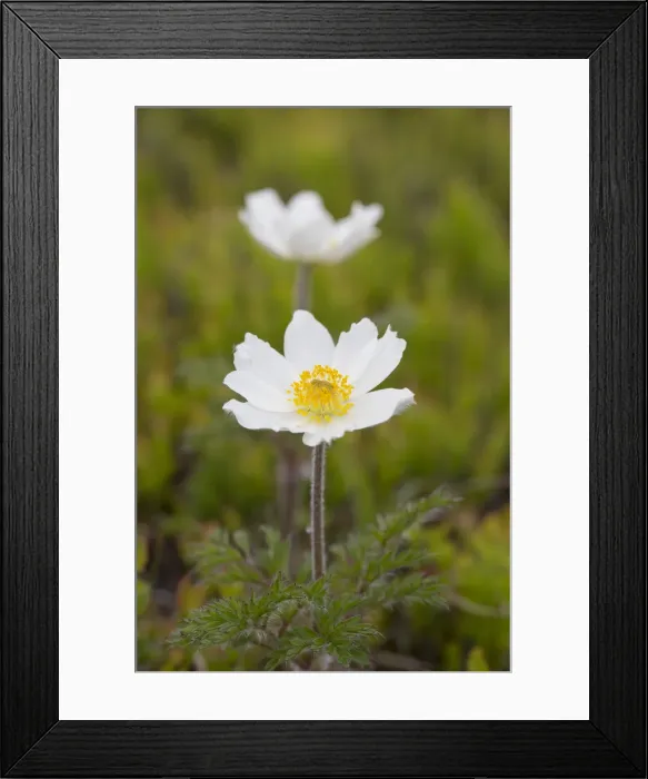Framed Print : Picture No. 11993044 Framed Print : Picture No. 11993044