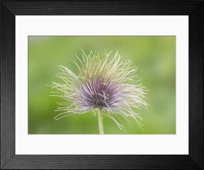 Framed Print : Picture No. 11993045 Framed Print : Picture No. 11993045
