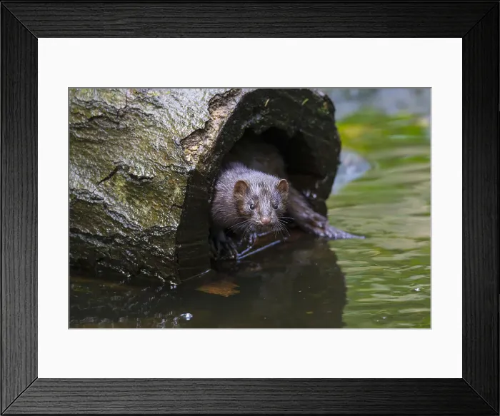 Framed Print : Picture No. 11993046 Framed Print : Picture No. 11993046