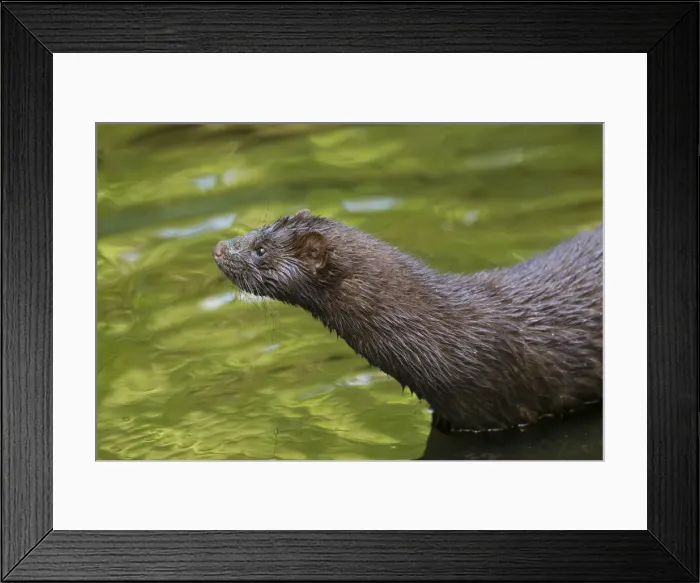 Framed Print : Picture No. 11993047 Framed Print : Picture No. 11993047