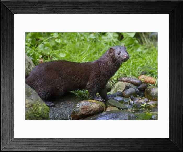 Framed Print : Picture No. 11993048 Framed Print : Picture No. 11993048
