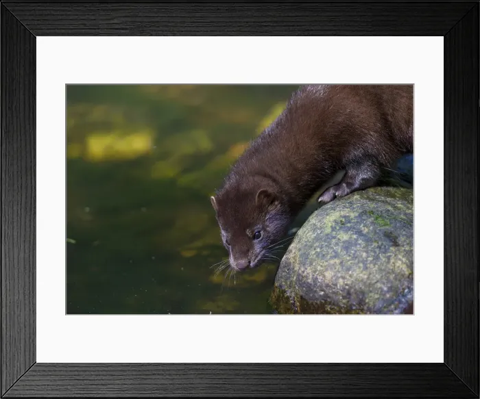 Framed Print : Picture No. 11993049 Framed Print : Picture No. 11993049