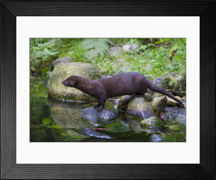 Framed Print : Picture No. 11993050 Framed Print : Picture No. 11993050
