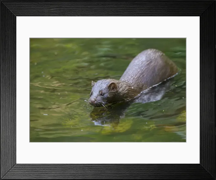 Framed Print : Picture No. 11993051 Framed Print : Picture No. 11993051