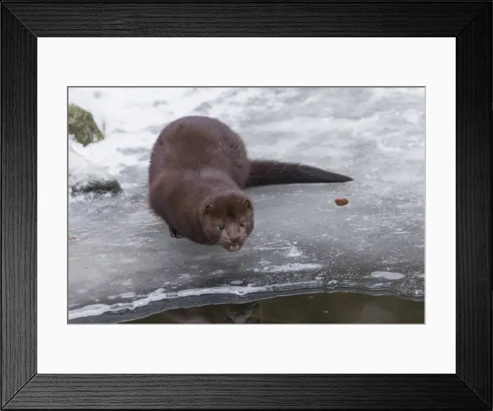 Framed Print : Picture No. 11993052 Framed Print : Picture No. 11993052